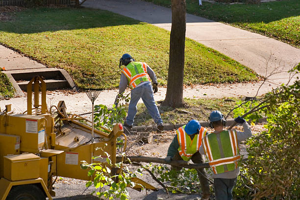 Best Tree Trimming and Pruning  in Southchase, FL